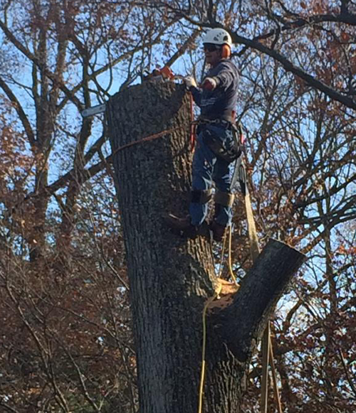 Tree Services & Landscaping in Alexandria VA | Romero Tree Services LLC